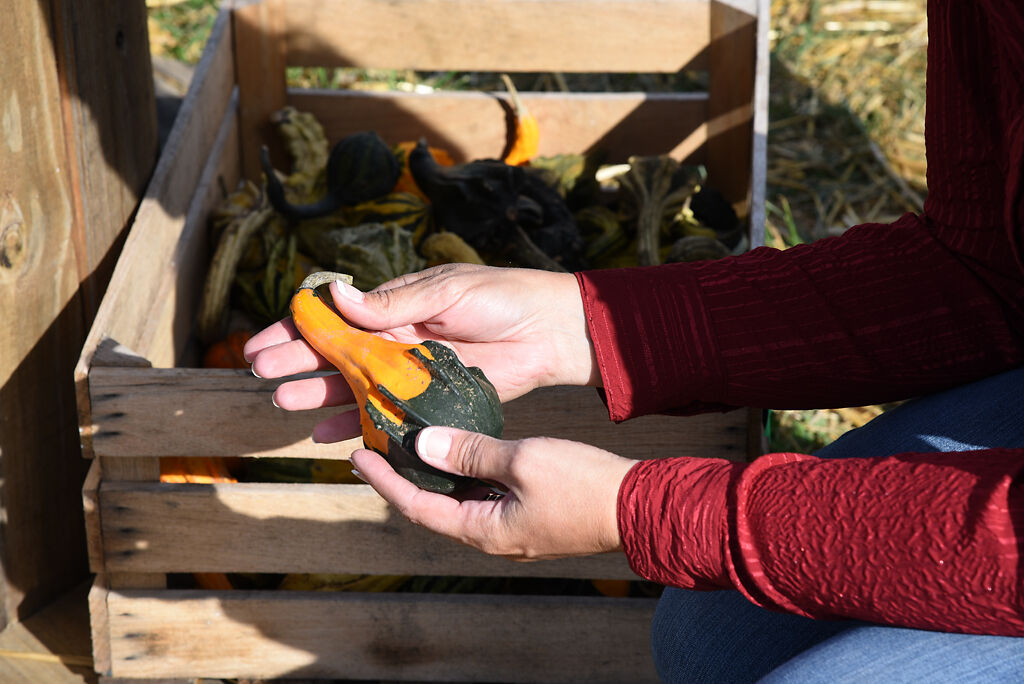 Rep. Sara Walsh looks at small pumpkins and gourds on Saturday in Ashland